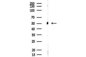 Western blot analysis of lysates from PC12 cells, using Tubulin alpha Antibody at 1/1000 dilution.