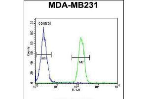 Flow cytometric analysis of MDA-MB231 cells (right histogram) compared to a negative control cell (left histogram). (Liver Arginase 抗体  (C-Term))