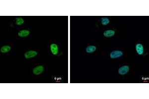Immunofluorescence (IF) image for anti-Sp1 Transcription Factor (SP1) (C-Term) antibody (ABIN2855540)