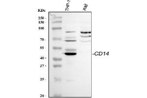 Western blot analysis of CD14 using anti-CD14 antibody (ABIN3044565). (CD14 抗体  (AA 65-327))
