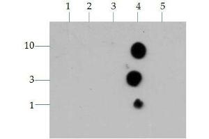 Dot Blot of Rabbit Histone H3 K4me3 Antibody. (Histone 3 抗体  (H3K4me3))