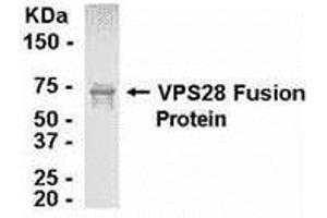 Western Blotting (WB) image for anti-Vacuolar Protein Sorting 28 (VPS28) (AA 1-221) antibody (ABIN2468070) (VPS28 抗体  (AA 1-221))