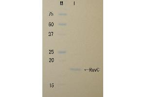 SDS-PAGE (SDS) image for Crossover Junction Endodeoxyribonuclease RuvC (RuvC) (Active) protein (ABIN2452186) (RuvC 蛋白)