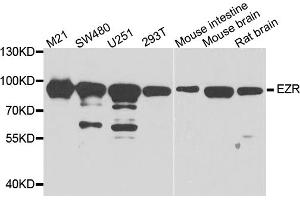 Western blot analysis of extracts of various cell lines, using EZR antibody (ABIN5974701) at 1/1000 dilution. (Ezrin 抗体)