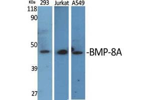 Western Blot (WB) analysis of specific cells using BMP-8A Polyclonal Antibody. (BMP8A 抗体  (C-Term))