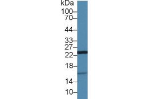Western Blot; Sample: Porcine Kidney lysate; Primary Ab: 1µg/ml Rabbit Anti-Human UCRP Antibody Second Ab: 0. (ISG15 抗体  (AA 2-157))