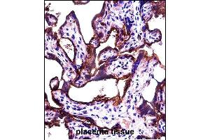 ALL2 Antibody (N-term) (ABIN657475 and ABIN2846503) immunohistochemistry analysis in formalin fixed and paraffin embedded human placenta tissue followed by peroxidase conjugation of the secondary antibody and DAB staining. (ALPPL2 抗体  (N-Term))