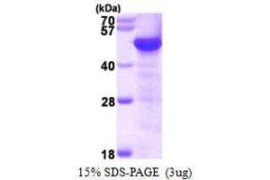 SDS-PAGE (SDS) image for Tubulin, gamma 1 (TUBG1) (AA 1-451) protein (His tag) (ABIN667610) (TUBG1 Protein (AA 1-451) (His tag))