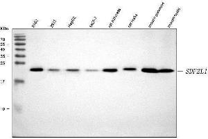 Western blot analysis of SDF2L1 using anti-SDF2L1 antibody (ABIN7601111).