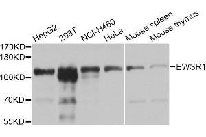Western blot analysis of extracts of various cell lines, using EWSR1 Antibody (ABIN1882293) at 1:1000 dilution.