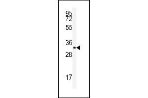 Western blot analysis of anti-SFRS2 Antibody (N-term) (ABIN389301 and ABIN2839420) in K562 cell line lysates (35 μg/lane). (SRSF2 抗体  (N-Term))