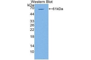 Western Blotting (WB) image for anti-POU Domain, Class 2, Transcription Factor 1 (POU2F1) (AA 128-391) antibody (ABIN2117055) (POU2F1 抗体  (AA 128-391))