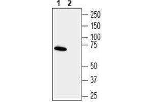 Western blot analysis human SH-SY5Y neuroblastoma cell line lysate: - 1. (Synapsin III 抗体  (C-Term, Extracellular))