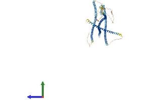 AlphaFold protein structure predicition of Mouse Recombinant Bicd1 Protein, UniprotID Q8BR07
