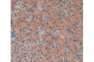 Immunohistochemistry (IHC) image for anti-Acylphosphatase 2, Muscle Type (Acyp2) (AA 2-106) antibody (ABIN7444754)