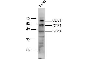 Mouse heart lysate probed with Anti-CD34 Polyclonal Antibody, Unconjugated  at 1:5000 for 90 min at 37˚C. (CD34 抗体  (AA 210-260))