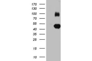 Western Blotting (WB) image for anti-Immunoglobulin Superfamily, Member 11 (IGSF11) (AA 23-241) antibody (ABIN2674593) (IGSF11 抗体  (AA 23-241))