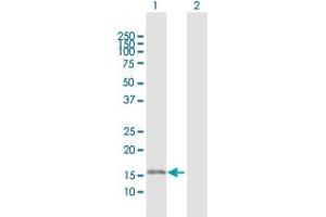 Western Blot analysis of NDUFB6 expression in transfected 293T cell line by NDUFB6 MaxPab polyclonal antibody.