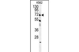 Western blot analysis in K562 cell line lysates (35ug/lane). (GAS2L1 抗体  (C-Term))