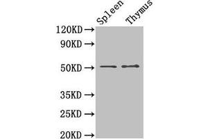 Western Blot Positive WB detected in: Mouse spleen tissue, Mouse thymus tissue All lanes: TUBB3 antibody at 1. (TUBB3 抗体  (AA 1-210))