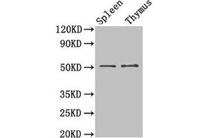 Western Blot Positive WB detected in: Mouse spleen tissue, Mouse thymus tissue All lanes: TUBB3 antibody at 1. (TUBB3 抗体  (AA 1-210))