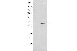 Western blot analysis of Smad3 phosphorylation expression in HT29 whole cell lysates,The lane on the left is treated with the antigen-specific peptide. (SMAD3 抗体  (pSer213))