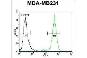 TTC16 Antibody (N-term) (ABIN654516 and ABIN2844240) flow cytometric analysis of MDA-M cells (right histogram) compared to a negative control cell (left histogram). (TTC16 抗体  (N-Term))