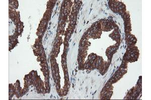 Image no. 6 for anti-Ubiquitin Specific Peptidase 9, X-Linked (USP9X) (AA 2246-2570) antibody (ABIN1491228)