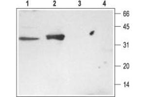 Western blot analysis of rat brain (lanes 1 and 3) and kidney (lanes 2 and 4) membranes: - 1,2. (STX3 抗体  (Cytosolic, N-Term))