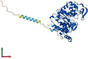 Protein Structure (PS) image for Glucosaminyl (N-Acetyl) Transferase 1, Core 2 (GCNT1) (AA 1-428) protein (His tag) (ABIN7556934)