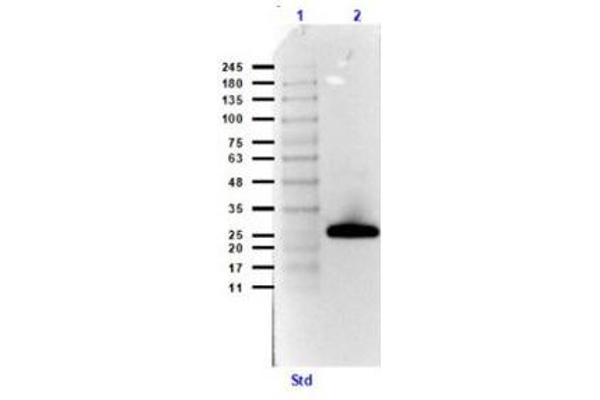Streptavidin Protein (HRP)