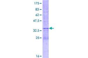 HES2 Protein (AA 1-76) (GST tag)