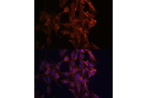 Immunofluorescence (IF) image for anti-Kinesin Family Member 5B (KIF5B) (AA 650-770) antibody (ABIN7268136)