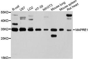 Western blot analysis of extracts of various cells, using MAPRE1 antibody. (ANKS1B 抗体)