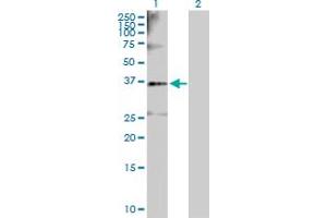 Western Blot analysis of SGOL1 expression in transfected 293T cell line by SGOL1 MaxPab polyclonal antibody. (Shugoshin 抗体  (AA 1-292))