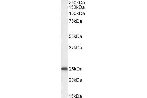 ABIN4902721 (0. (OAZ1 抗体)