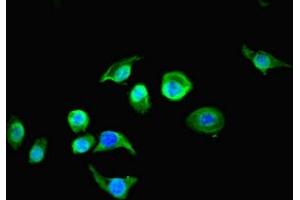 Immunofluorescent analysis of A549 cells using ABIN7167749 at dilution of 1:100 and Alexa Fluor 488-congugated AffiniPure Goat Anti-Rabbit IgG(H+L) (RTN4RL1 抗体  (AA 201-420))