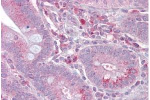 Anti-SLC13A2 antibody IHC staining of human small intestine. (SLC13A2 抗体  (AA 360-409))