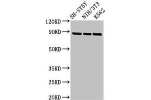 Western Blotting (WB) image for anti-Neurotrophic Tyrosine Kinase, Receptor, Type 1 (NTRK1) (AA 33-208) antibody (ABIN7155192)
