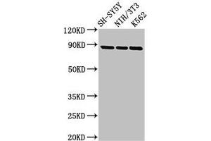 Western Blot Positive WB detected in: SH-SY5Y whole cell lysate, NIH/3T3 whole cell lysate, K562 whole cell lysate All lanes: NTRK1 antibody at 2. (TRKA 抗体  (AA 33-208))