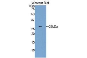 Western Blotting (WB) image for anti-Insulin-Like Growth Factor 2 Receptor (IGF2R) (AA 1148-1365) antibody (ABIN1859300) (IGF2R 抗体  (AA 1148-1365))