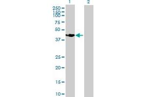 Western Blot analysis of SSBP4 expression in transfected 293T cell line by SSBP4 MaxPab polyclonal antibody. (SSBP4 抗体  (AA 1-385))