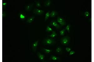 Immunofluorescence staining of A549 cells with ABIN7127704 at 1:100,counter-stained with DAPI. (Recombinant C-JUN 抗体  (pSer63))