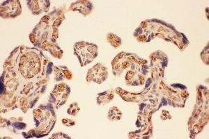 Anti-MMP7 Picoband antibody,  IHC(P): Human Placenta Tissue (MMP7 抗体  (AA 1-267))
