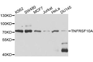 Western blot analysis of extracts of various cell lines, using TNFRSF10A antibody. (TNFRSF10A 抗体)