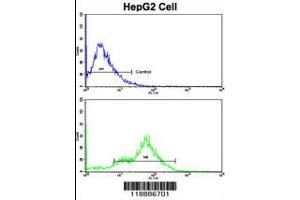 Flow cytometric analysis of HepG2 cells using CEACAM Antibody (N-term)(bottom histogram) compared to a negative control cell (top histogram). (CEACAM5 抗体  (N-Term))