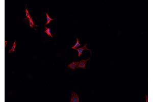 ABIN6266808 staining HeLa cells by IF/ICC. (C2orf40 抗体  (C-Term))