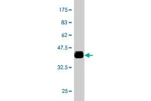 Western Blot detection against Immunogen (35. (ERO1L 抗体  (AA 90-178))