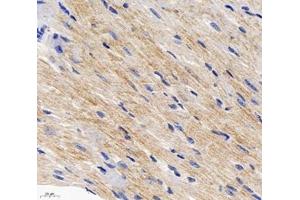 Immunohistochemistry analysis of paraffin-embedded mouse heart using,Arg2 (ABIN7073115) at dilution of 1: 600 (ARG2 抗体)
