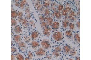 IHC-P analysis of stomach tissue, with DAB staining. (Oncostatin M 抗体  (AA 26-220))